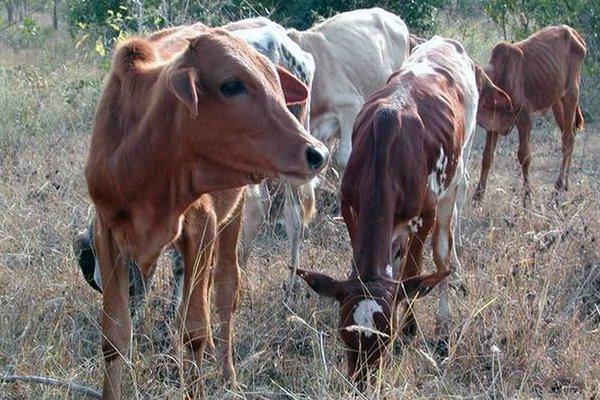 cow-morocco-1
