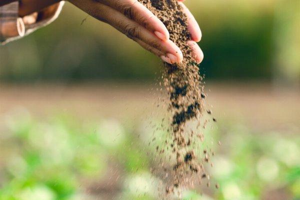 farmer-hands-and-agriculture-with-soil-dirt-or-dust-for-plants-growth-or-farming-closeup-black-woman-land-and-farm-with-field-earth-or-nutrition-of-ground-for-sustainability-fertility-and-zoom-stockpack-istock-875x4