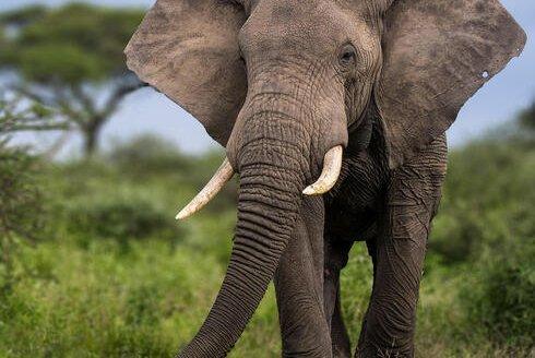 Elephant