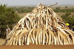 750-pieces-of-ivory-smugglled-from-south-sudan