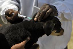 Dog injection