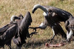 Vultures-1