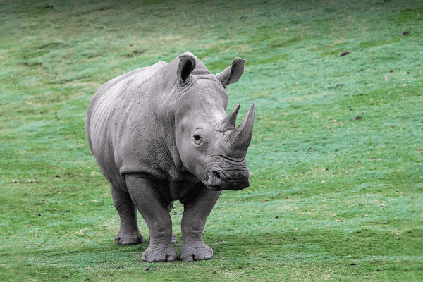 animals_hero_white_rhino_0